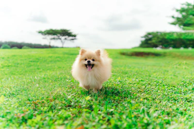 A playful puppy in a vibrant blue hoodie running happily across a park.