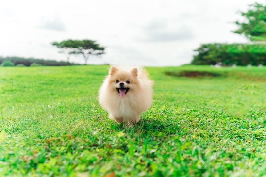 A joyful pomsky puppy playing in a sunny garden.