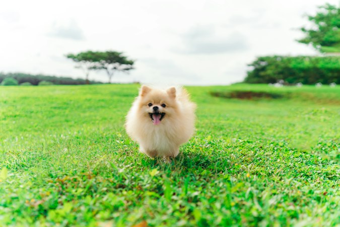 Pomeranian running toward the camera across grass