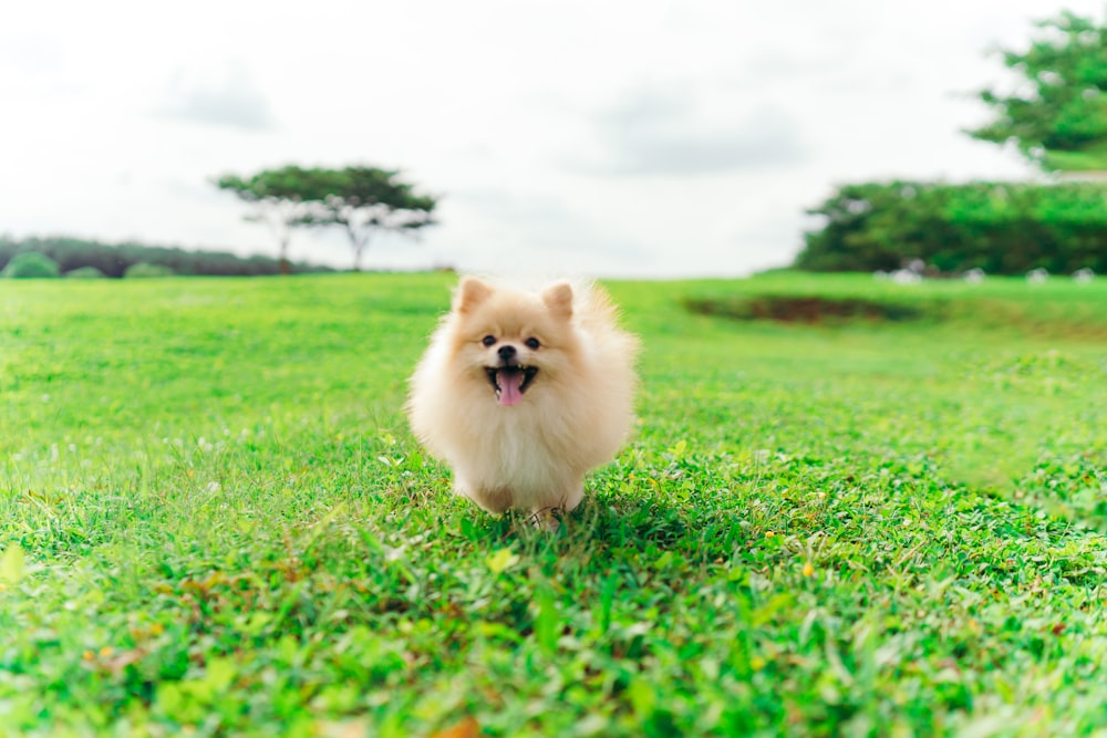 a small dog running across a lush green field