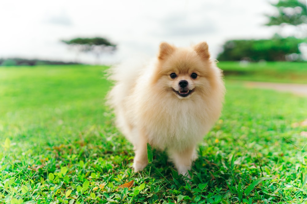 a small brown dog standing on top of a lush green field