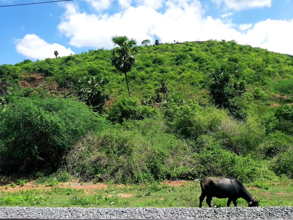 a rhino grazes on grass near a hill