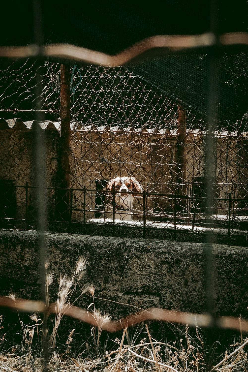 a dog behind a fence looking at the camera