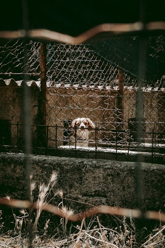 a dog behind a fence looking at the camera
