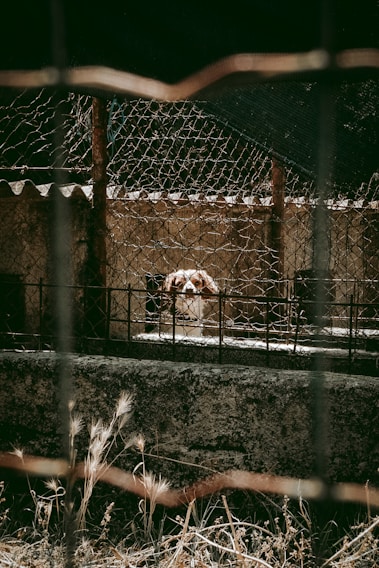 a dog behind a fence looking at the camera