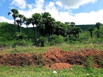 a dirt field with palm trees in the background
