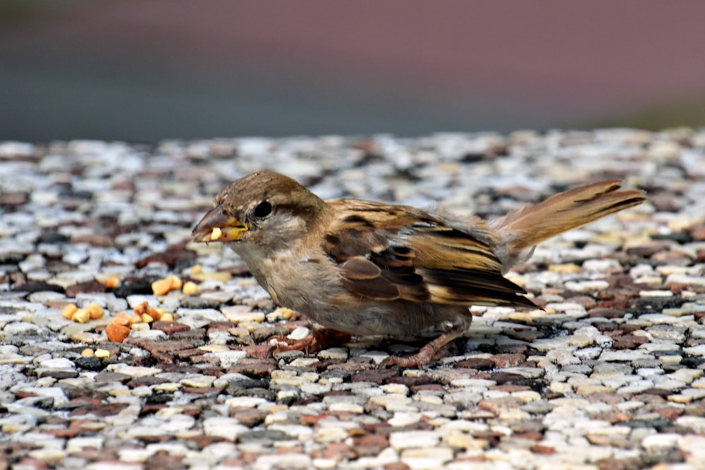 a small bird eating seeds on a gravel ground