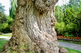 The image features a large, gnarled tree trunk with a textured and weathered bark. Surrounding the tree is a lush garden with green grass, a variety of trees, and bushes. In the background, there are neatly arranged flower beds with red and white blooms, and a curved pathway meandering through the garden.