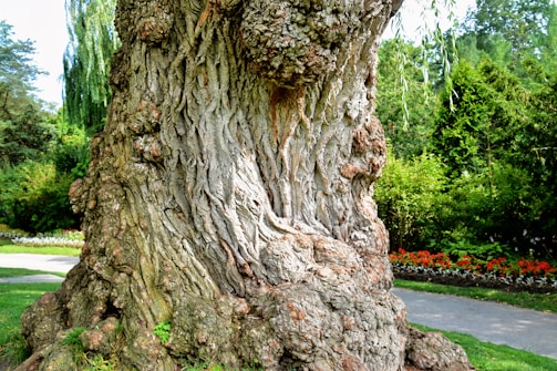 The image features a large, gnarled tree trunk with a textured and weathered bark. Surrounding the tree is a lush garden with green grass, a variety of trees, and bushes. In the background, there are neatly arranged flower beds with red and white blooms, and a curved pathway meandering through the garden.