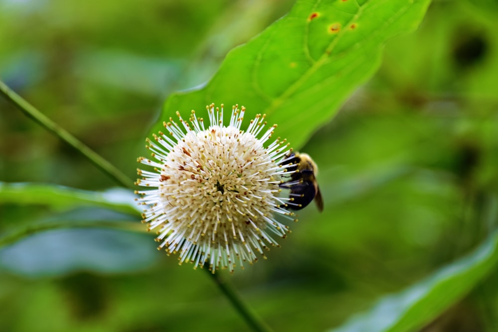 a close up of a flower with a bee on it