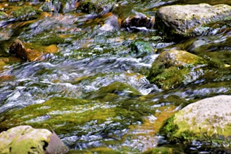 A crystal-clear river flowing over smooth rocks, perfect for a peaceful afternoon by the water.