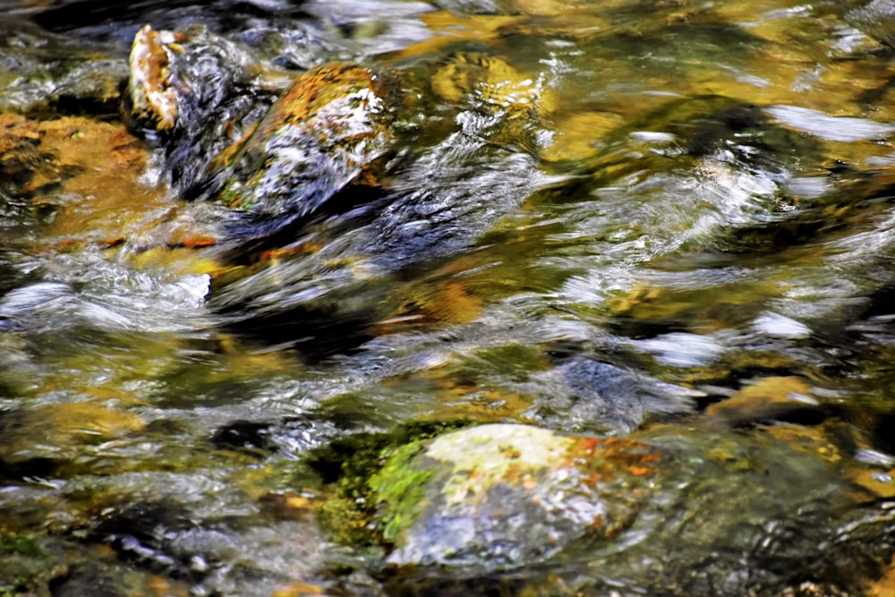 a close up of a stream of water with rocks