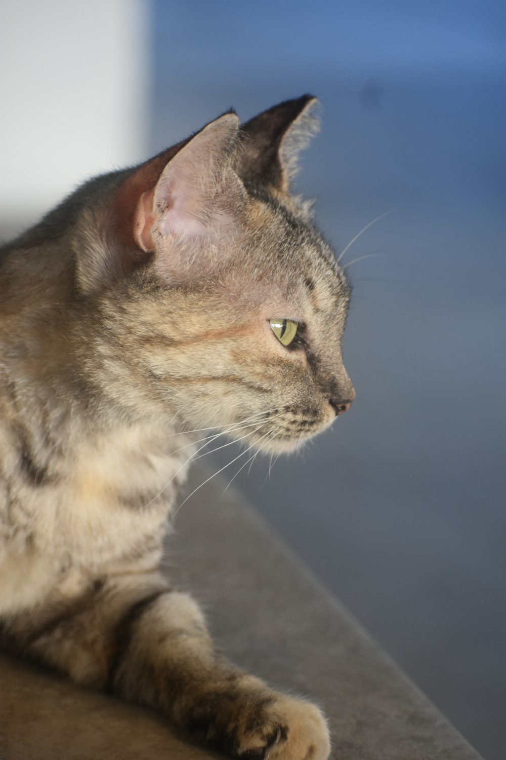 a cat sitting on the ground looking off into the distance