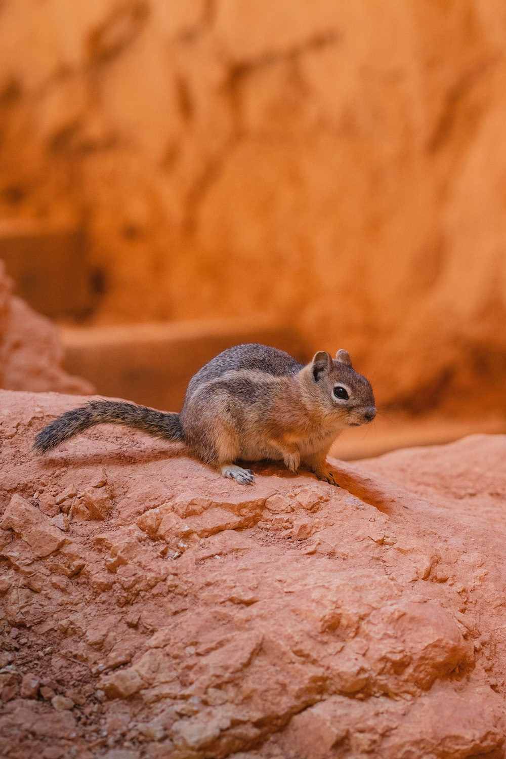 a small squirrel sitting on top of a rock