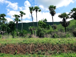 A wide shot of lush palm trees stretching across the Palm Crest Oil Farm under a bright blue sky