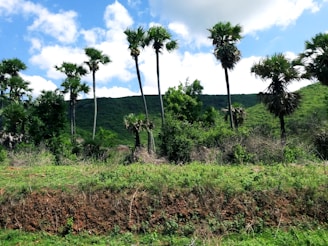 A wide shot of lush palm trees stretching across the Palm Crest Oil Farm under a bright blue sky