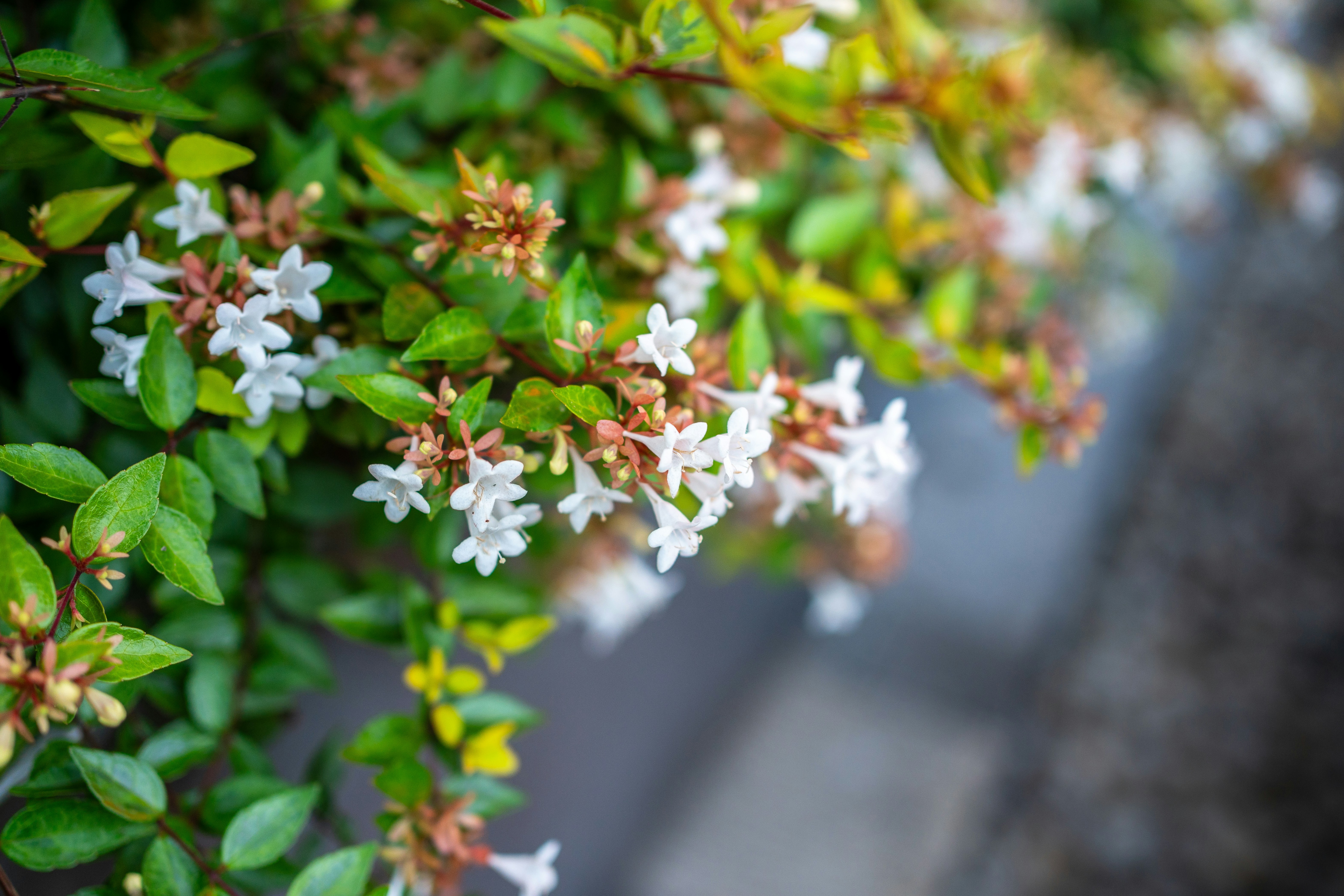 Photo by limichange