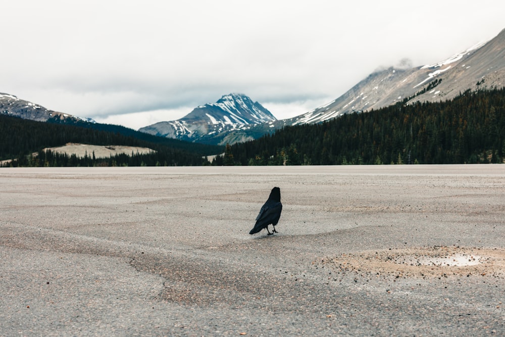 a black bird standing on top of a gravel field