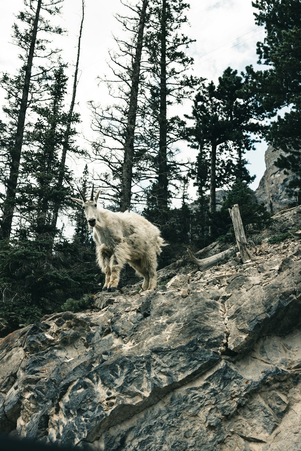 a mountain goat walking up a rocky hill