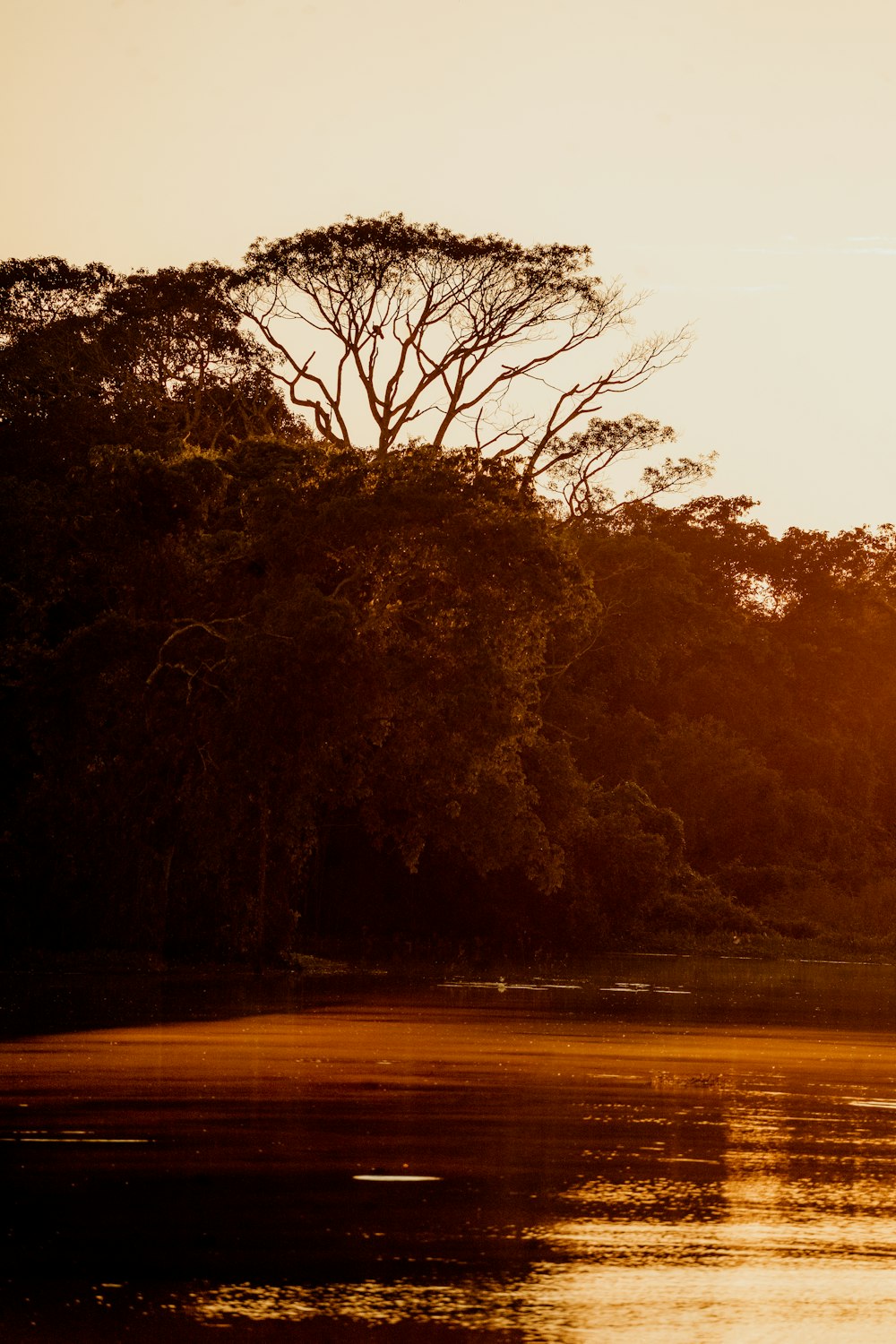 a large body of water with trees in the background