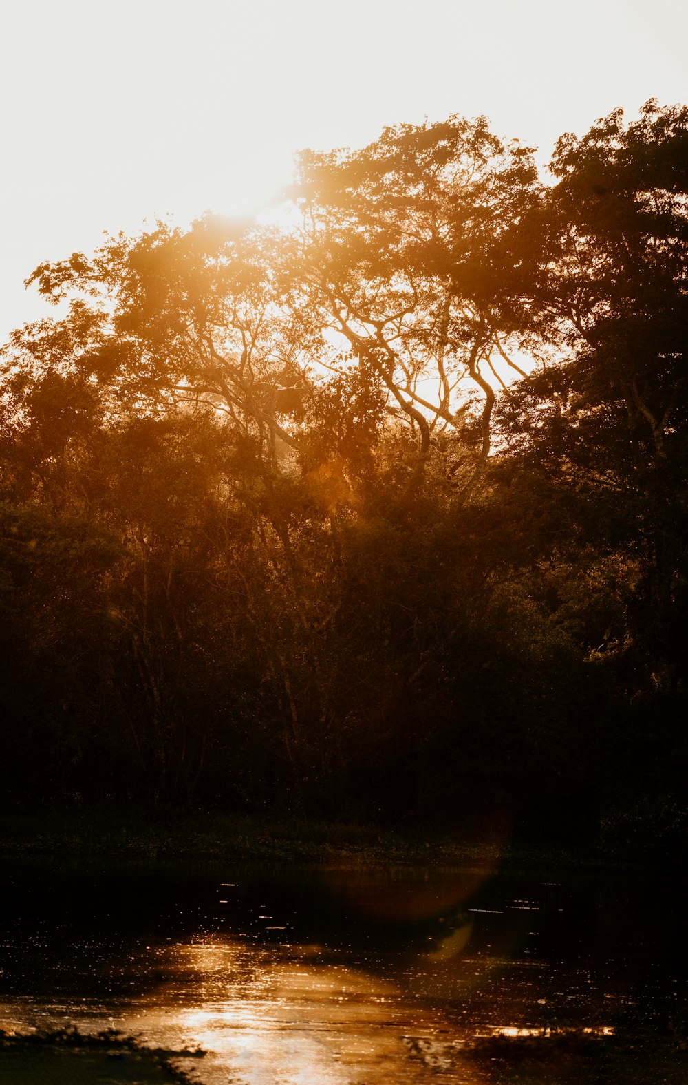 the sun is shining through the trees over the water