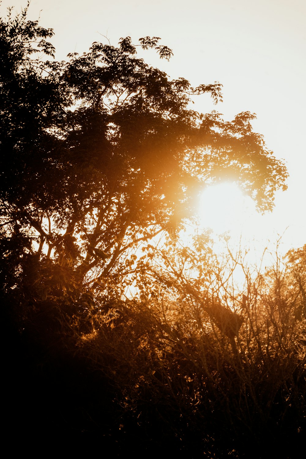 the sun is shining through the trees in the forest