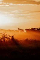 Sunset over a serene landscape with warm golden hues.