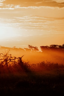 A serene landscape photo taken at sunset, with warm golden light over a quiet field