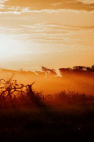 A sweeping landscape at golden hour, with soft hues and gentle contrasts.