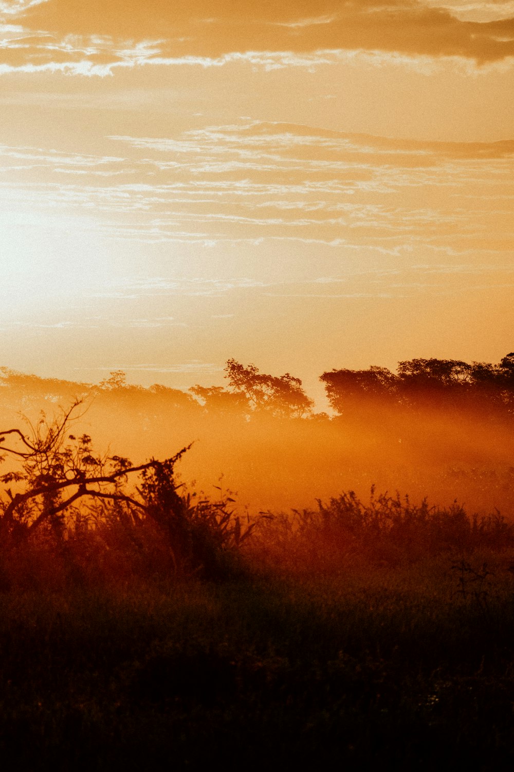 a giraffe standing in the middle of a field