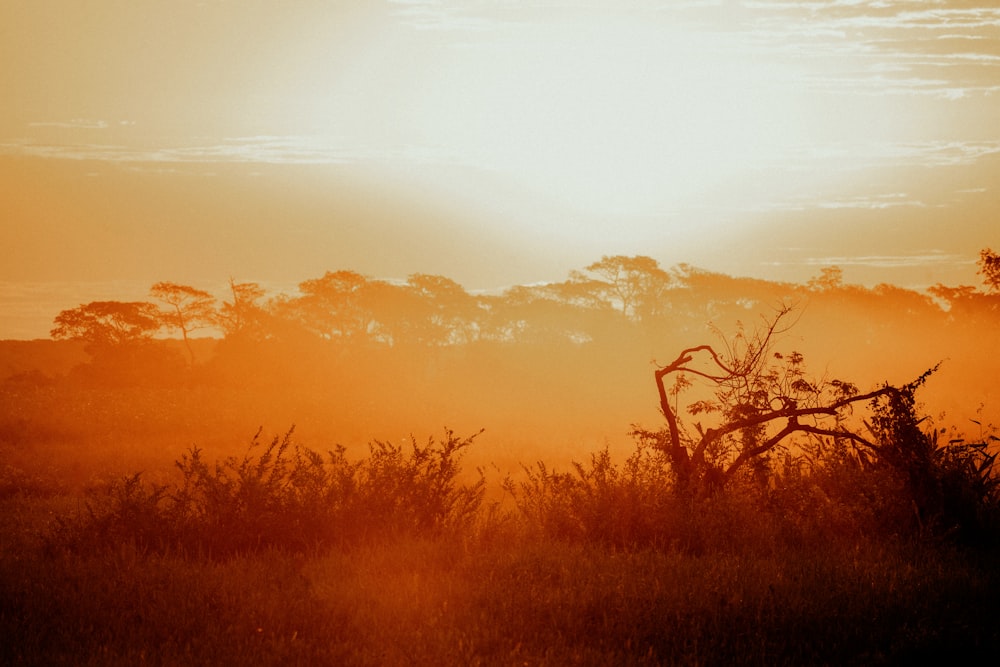 a giraffe standing in a field at sunset