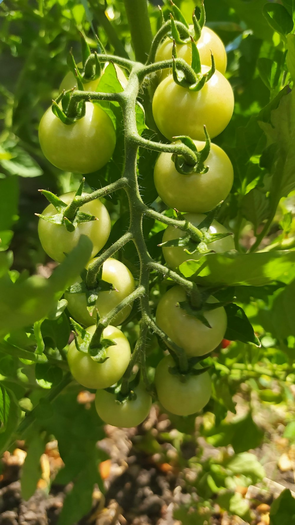 a bunch of green tomatoes growing on a plant