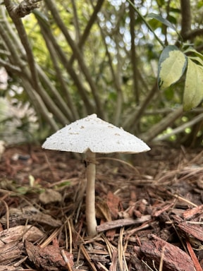 A white mushroom with a textured cap growing out of a forest floor covered in brown woodchips and dried leaves. The background consists of dense green foliage and branches, creating a natural and somewhat wild setting.