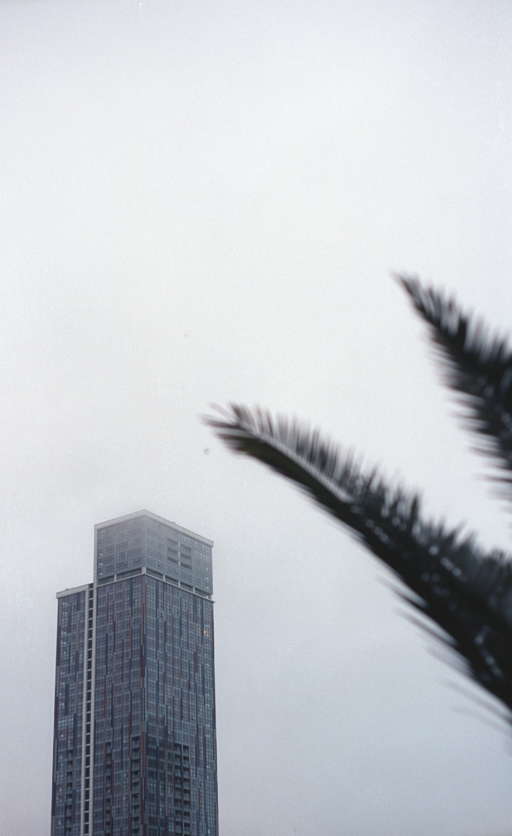 a tall building sitting next to a tall palm tree