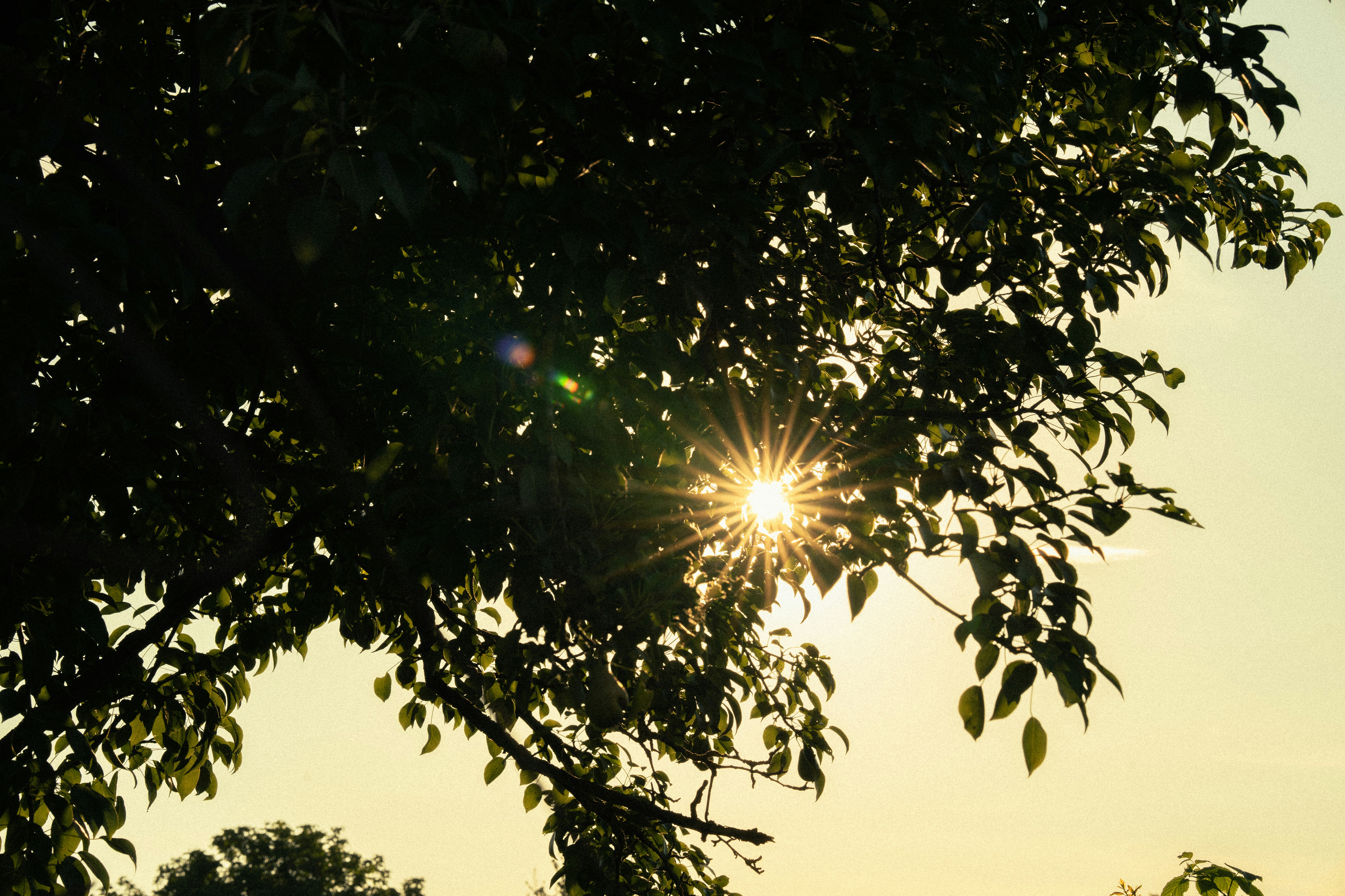 Photo by samoyedness