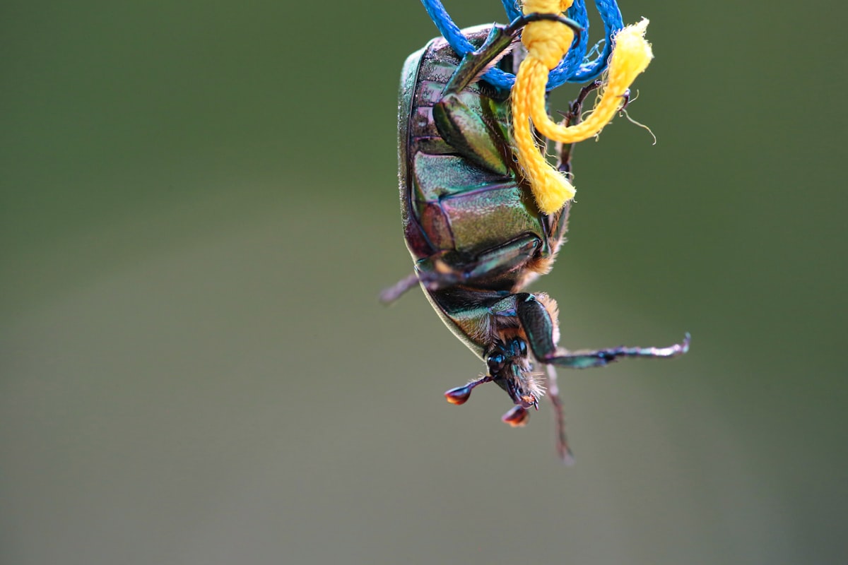 Christmas Island Outfitters Lodge