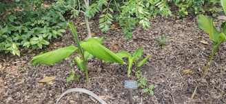 A group of green plants with broad leaves growing from the ground, surrounded by brown mulch. A small plant identification sign is placed in front of the plants, and lush vegetation is in the background, including other leafy plants.