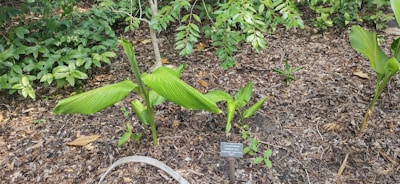 A group of green plants with broad leaves growing from the ground, surrounded by brown mulch. A small plant identification sign is placed in front of the plants, and lush vegetation is in the background, including other leafy plants.