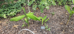 A group of green plants with broad leaves growing from the ground, surrounded by brown mulch. A small plant identification sign is placed in front of the plants, and lush vegetation is in the background, including other leafy plants.
