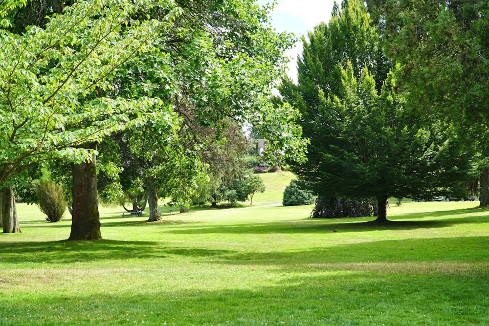 um parque com muita grama verde e árvores