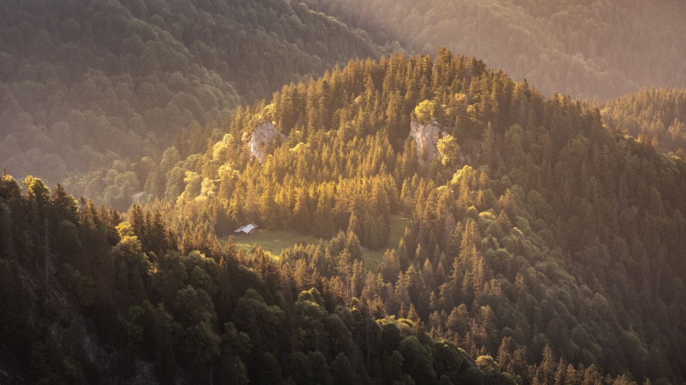 a view of a mountain with a forest in the foreground