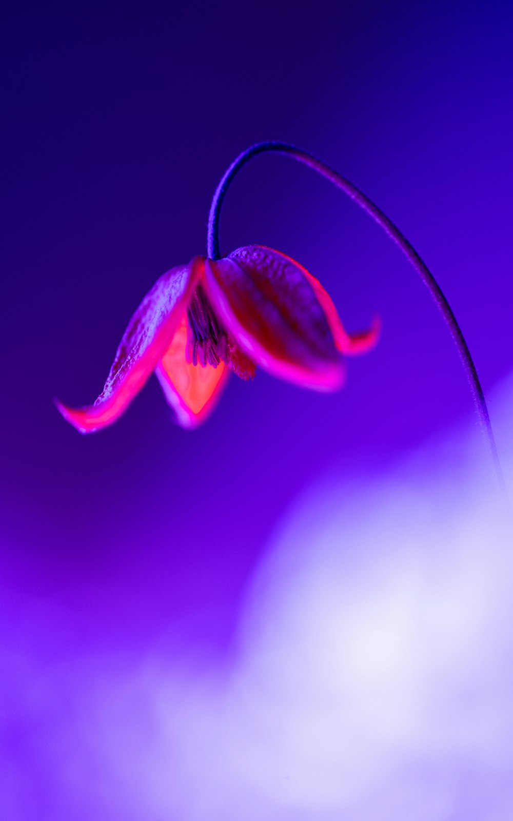 a single flower with a purple background
