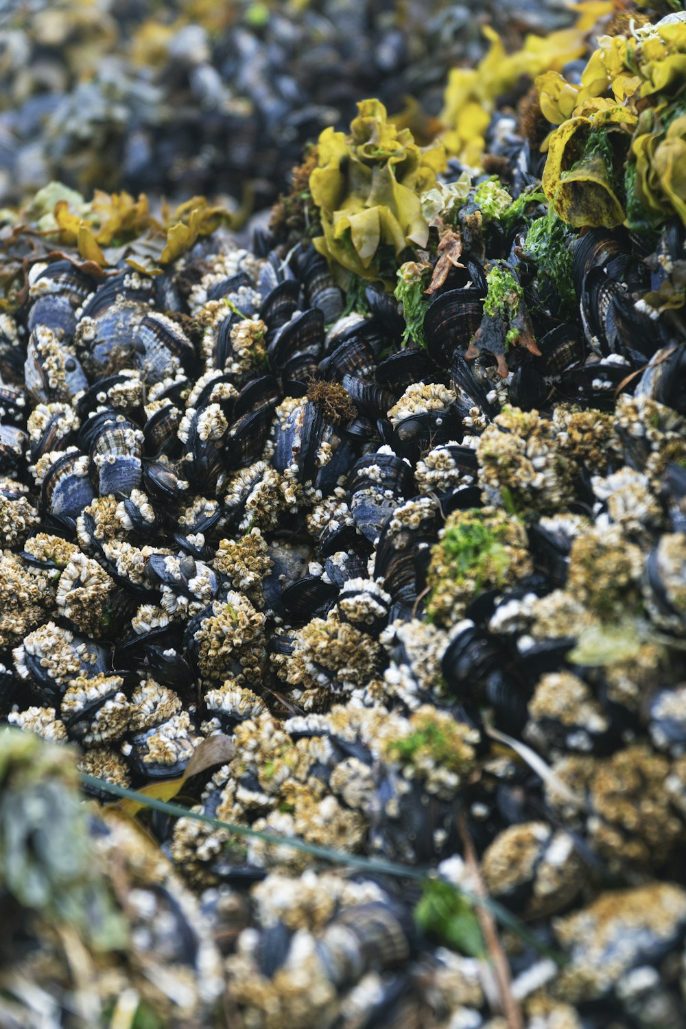 a bunch of mussels that are on the ground