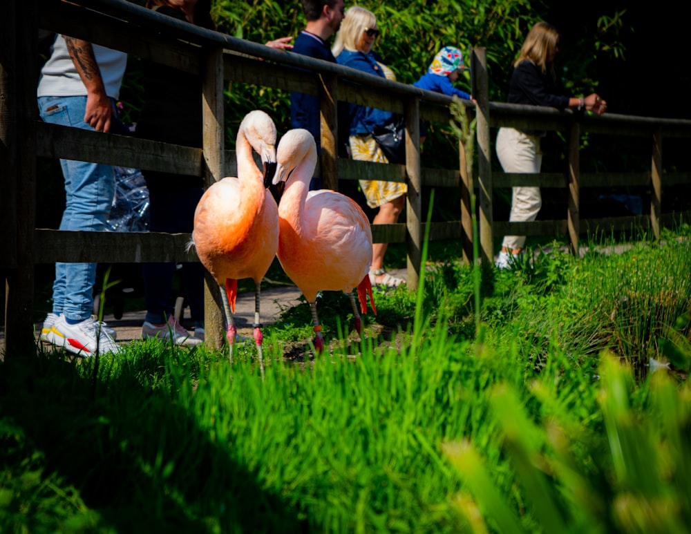 a couple of flamingos standing on top of a lush green field