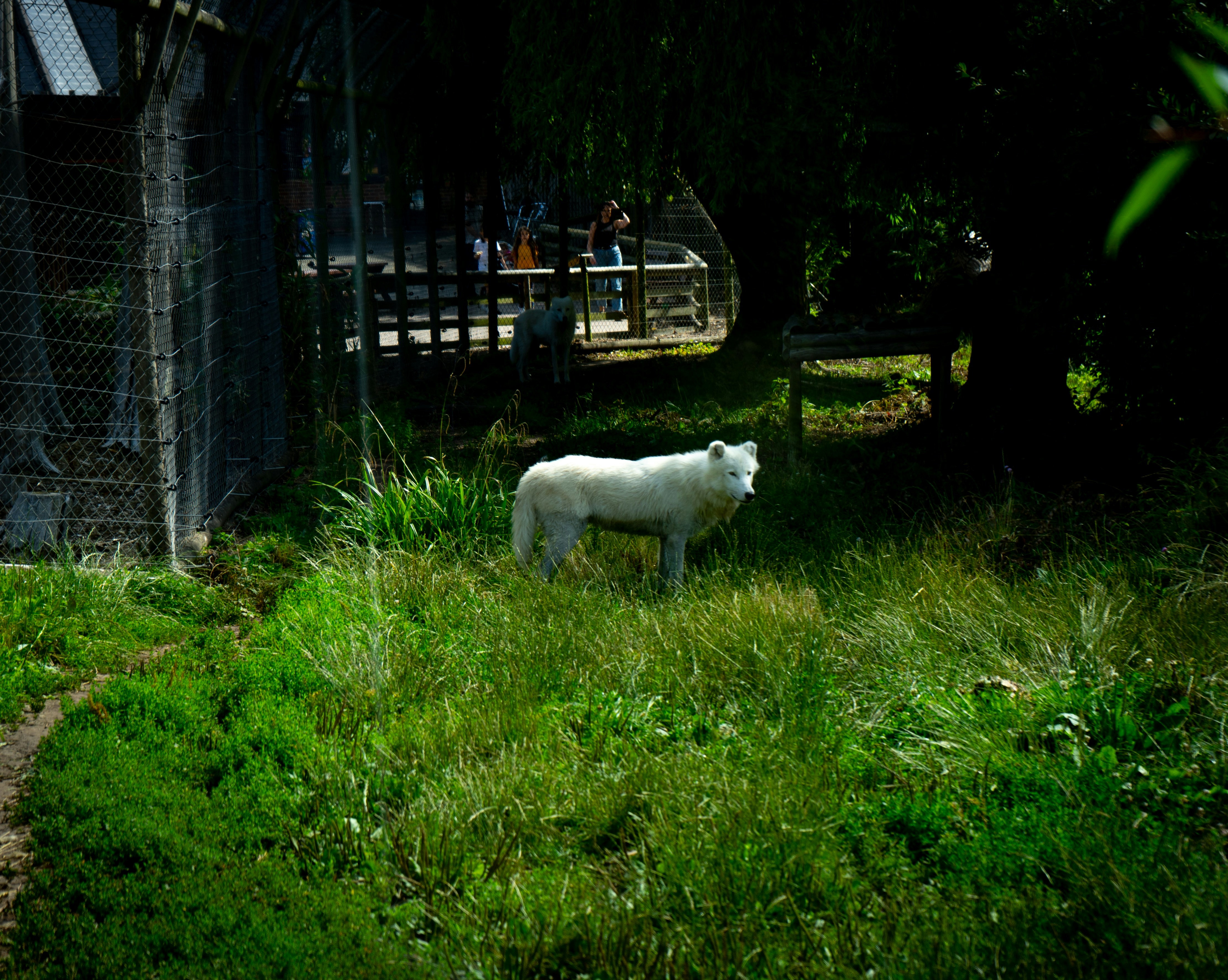 The Wolves of Tibet: Stealthy Predators of the Himalayan Plateau