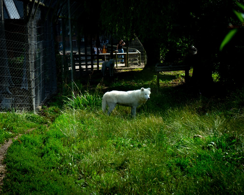 a white sheep standing in the grass near a fence