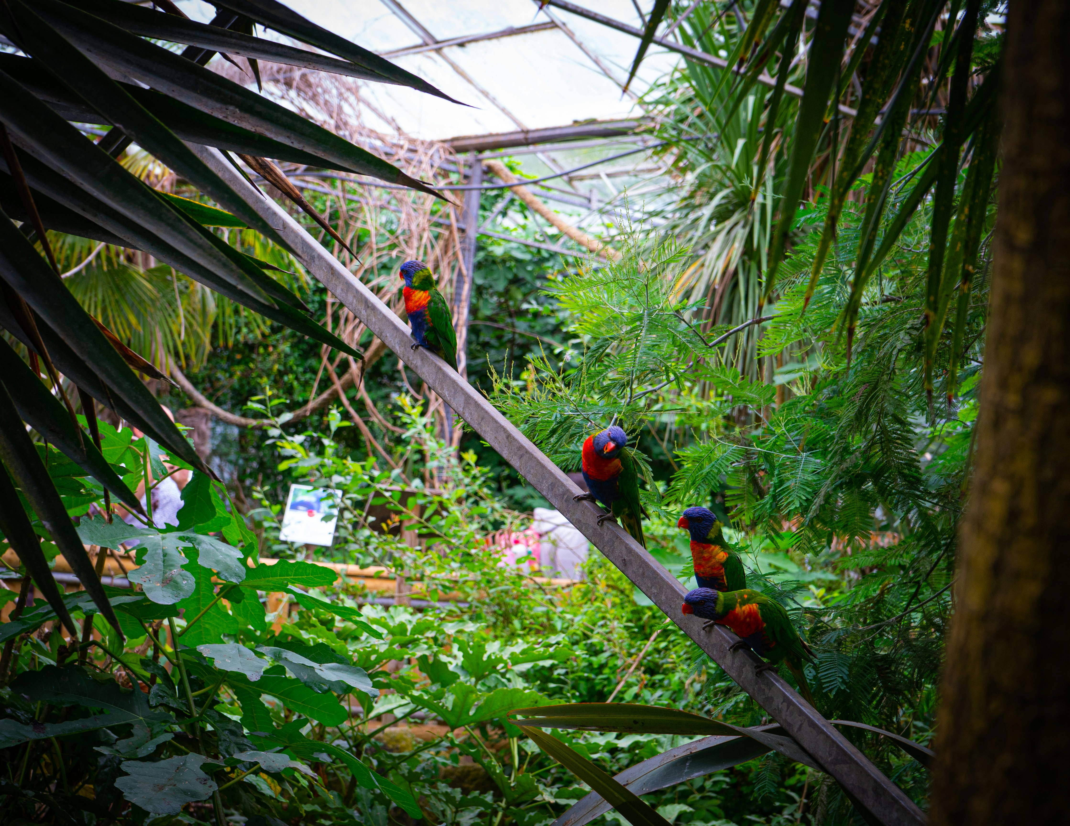 a group of colorful birds sitting on top of a wooden pole