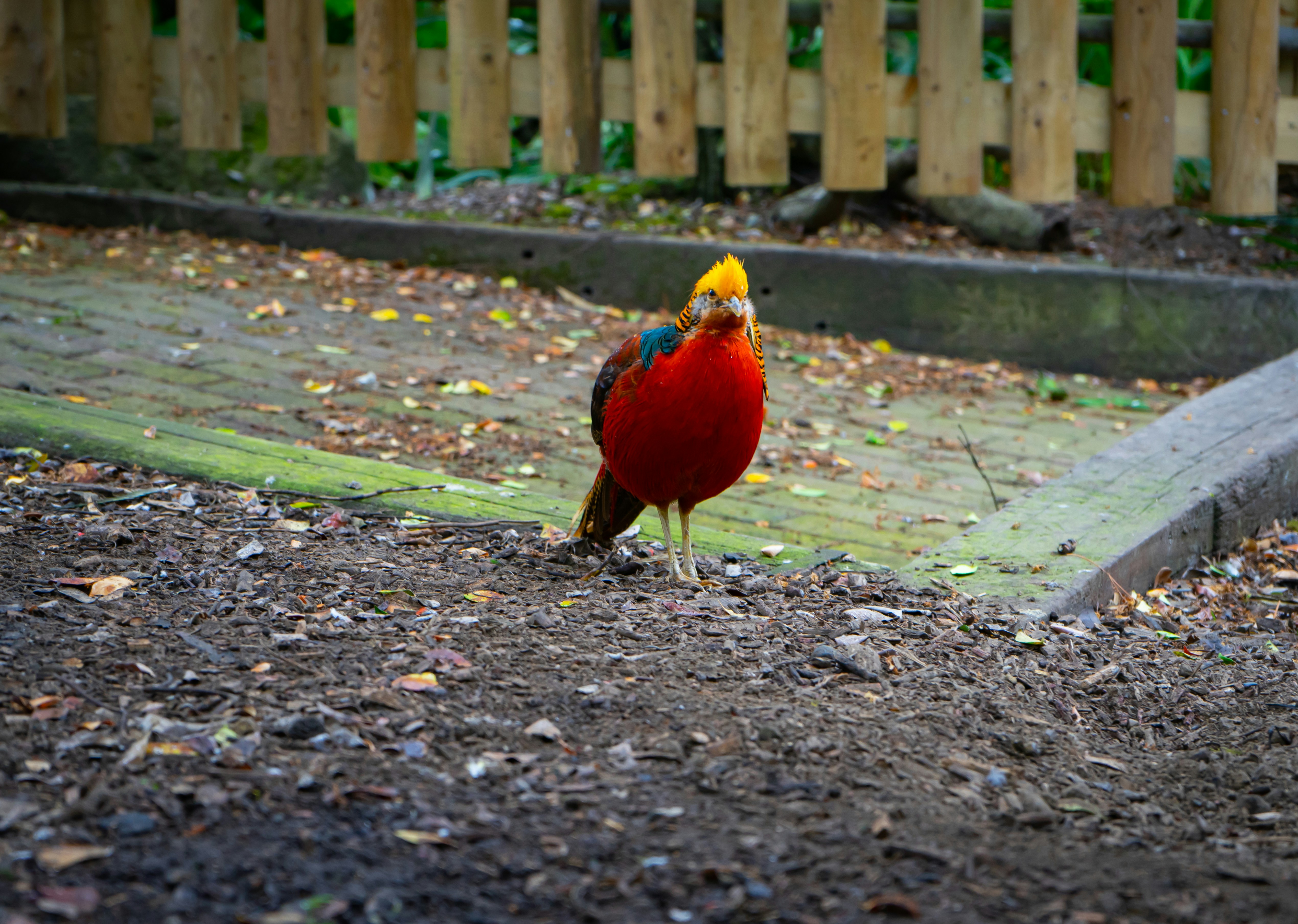 a red bird standing on top of a dirt field