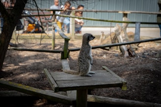 A meerkat stands on a wooden platform in an outdoor enclosure, surrounded by dirt and wooden structures. In the background, several people, including children, look on from behind a fence.