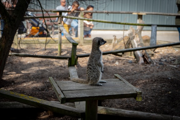 A meerkat stands on a wooden platform in an outdoor enclosure, surrounded by dirt and wooden structures. In the background, several people, including children, look on from behind a fence.